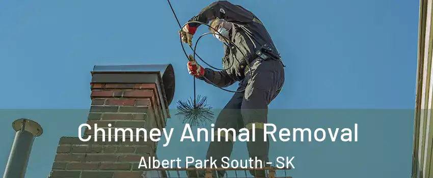 Chimney Animal Removal Albert Park South - SK