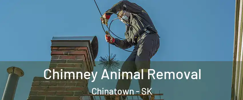 Chimney Animal Removal Chinatown - SK