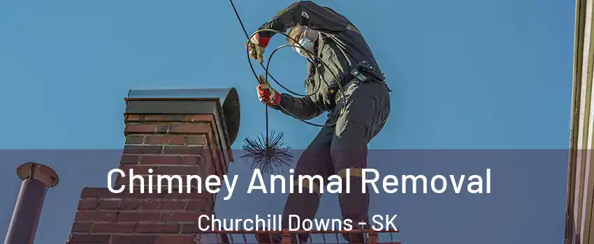 Chimney Animal Removal Churchill Downs - SK