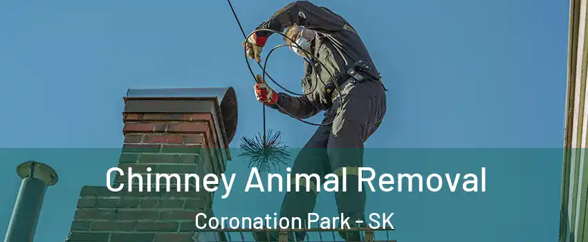 Chimney Animal Removal Coronation Park - SK