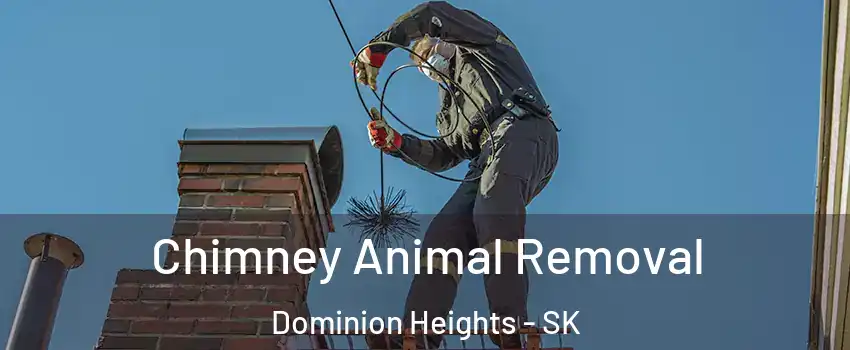 Chimney Animal Removal Dominion Heights - SK