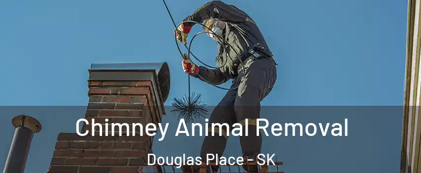 Chimney Animal Removal Douglas Place - SK