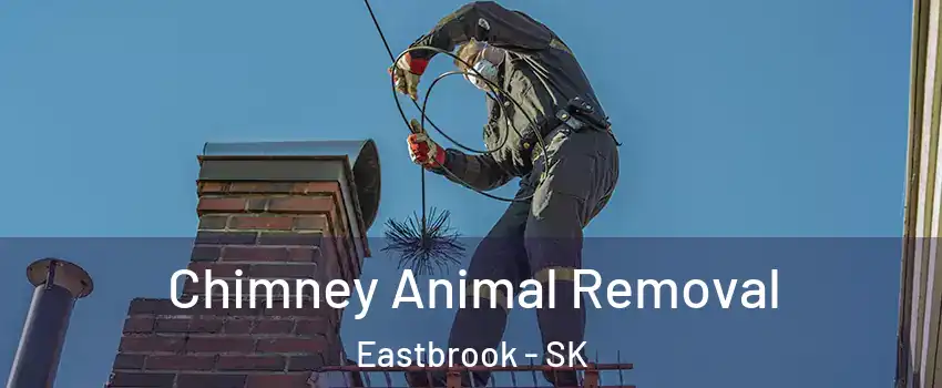 Chimney Animal Removal Eastbrook - SK