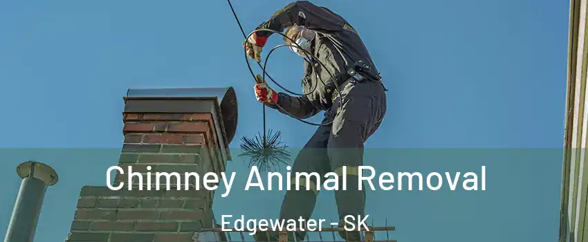 Chimney Animal Removal Edgewater - SK