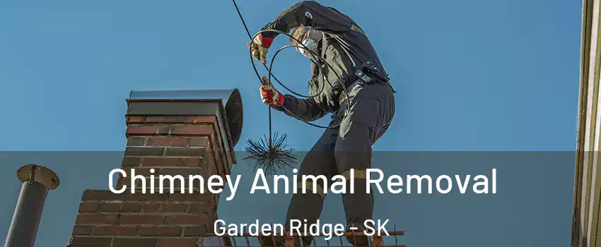 Chimney Animal Removal Garden Ridge - SK