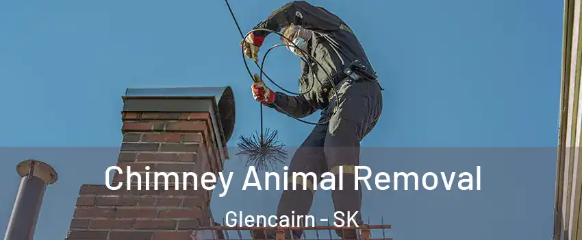 Chimney Animal Removal Glencairn - SK