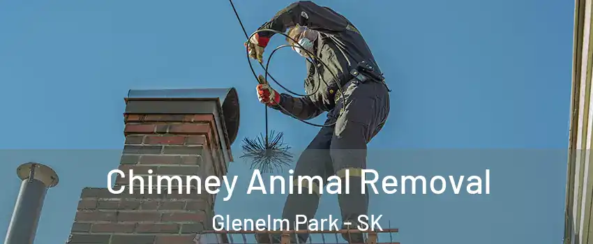 Chimney Animal Removal Glenelm Park - SK