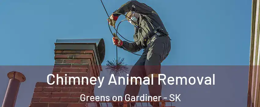 Chimney Animal Removal Greens on Gardiner - SK