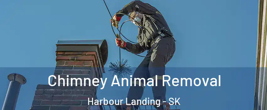 Chimney Animal Removal Harbour Landing - SK