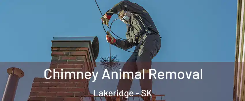 Chimney Animal Removal Lakeridge - SK