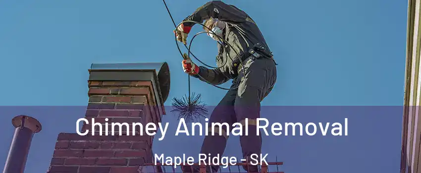 Chimney Animal Removal Maple Ridge - SK