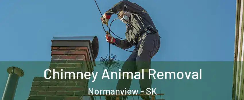 Chimney Animal Removal Normanview - SK