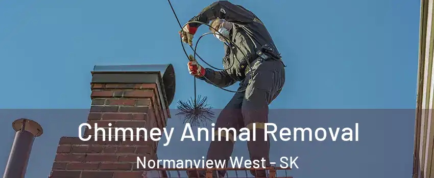 Chimney Animal Removal Normanview West - SK