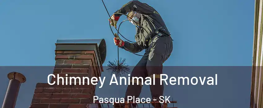 Chimney Animal Removal Pasqua Place - SK