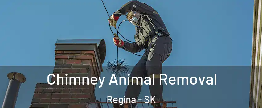 Chimney Animal Removal Regina - SK