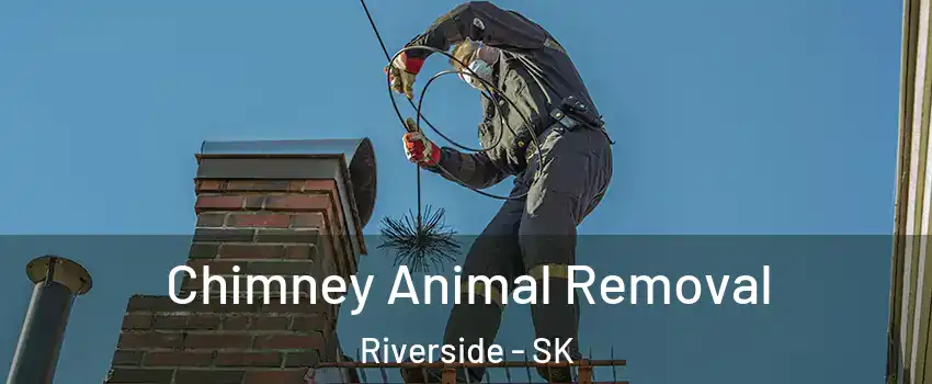 Chimney Animal Removal Riverside - SK