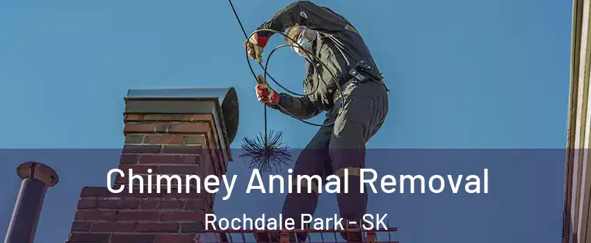 Chimney Animal Removal Rochdale Park - SK
