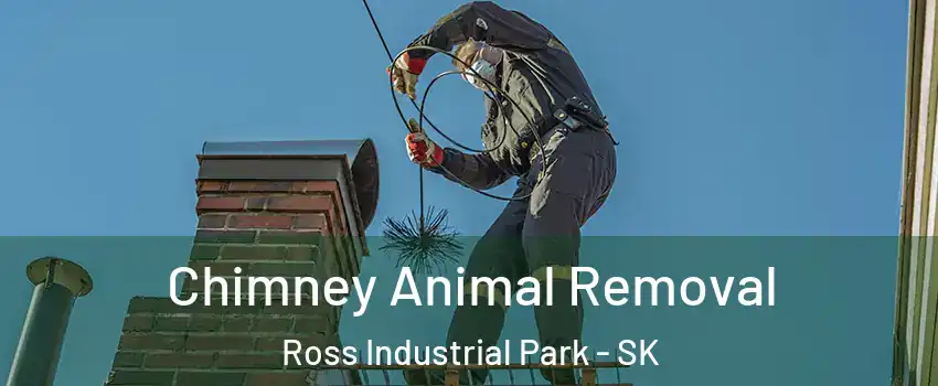 Chimney Animal Removal Ross Industrial Park - SK