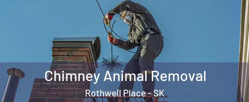 Chimney Animal Removal Rothwell Place - SK
