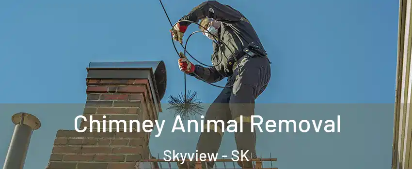 Chimney Animal Removal Skyview - SK