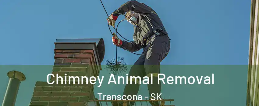 Chimney Animal Removal Transcona - SK