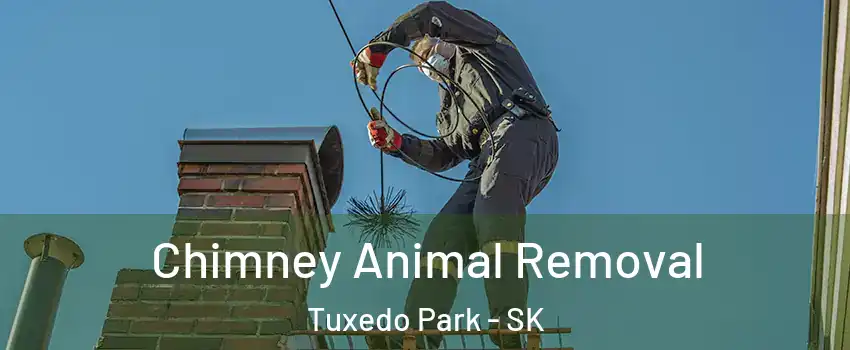 Chimney Animal Removal Tuxedo Park - SK