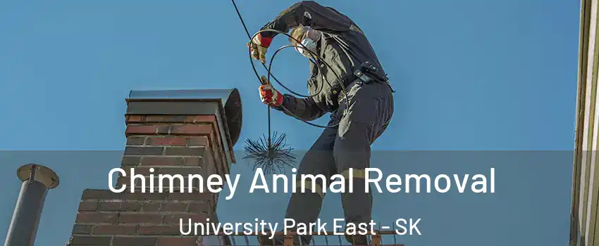 Chimney Animal Removal University Park East - SK