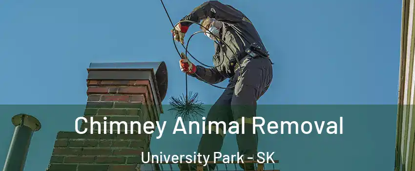 Chimney Animal Removal University Park - SK