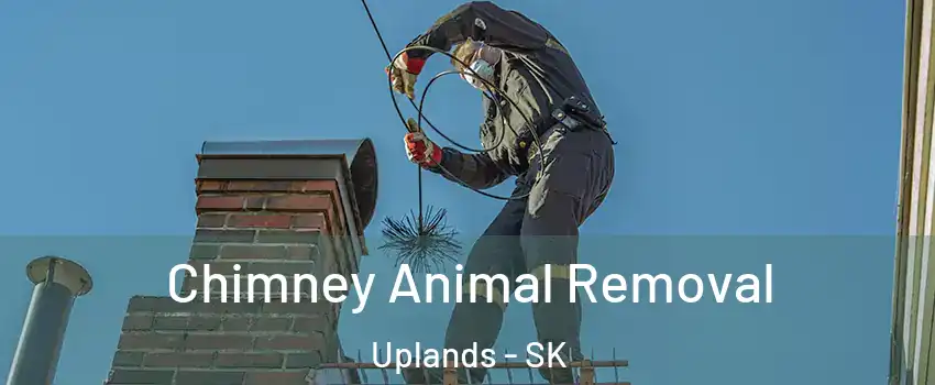 Chimney Animal Removal Uplands - SK