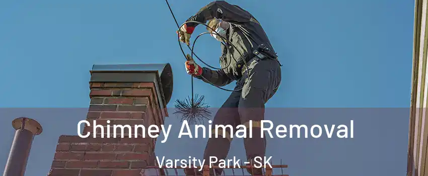 Chimney Animal Removal Varsity Park - SK