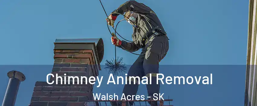 Chimney Animal Removal Walsh Acres - SK