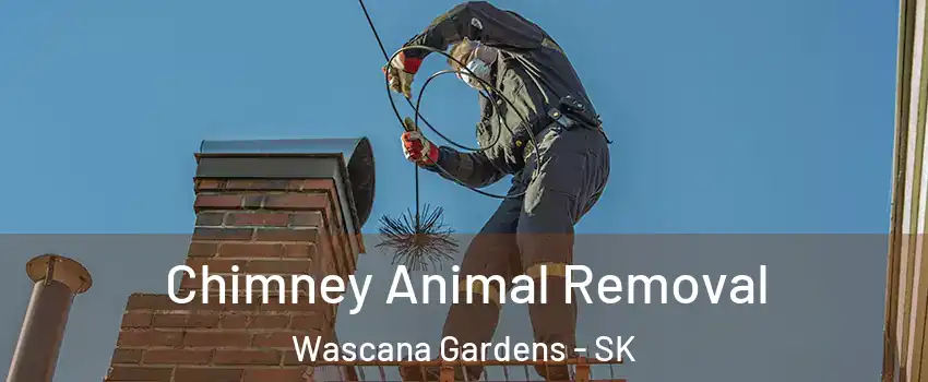 Chimney Animal Removal Wascana Gardens - SK