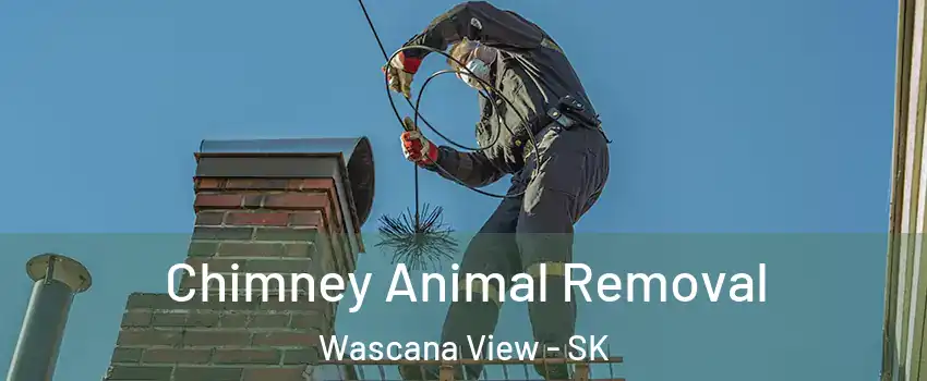 Chimney Animal Removal Wascana View - SK