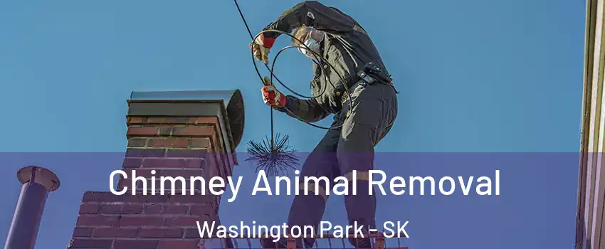 Chimney Animal Removal Washington Park - SK