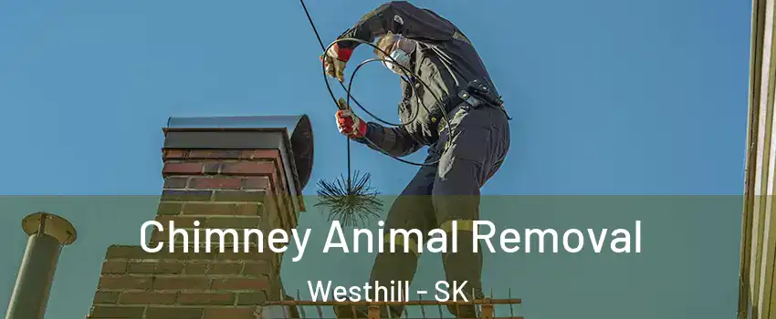 Chimney Animal Removal Westhill - SK