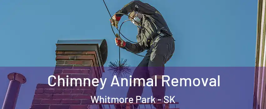 Chimney Animal Removal Whitmore Park - SK