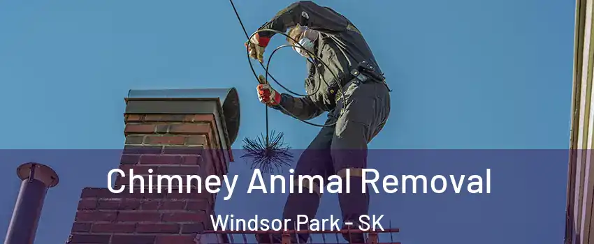 Chimney Animal Removal Windsor Park - SK