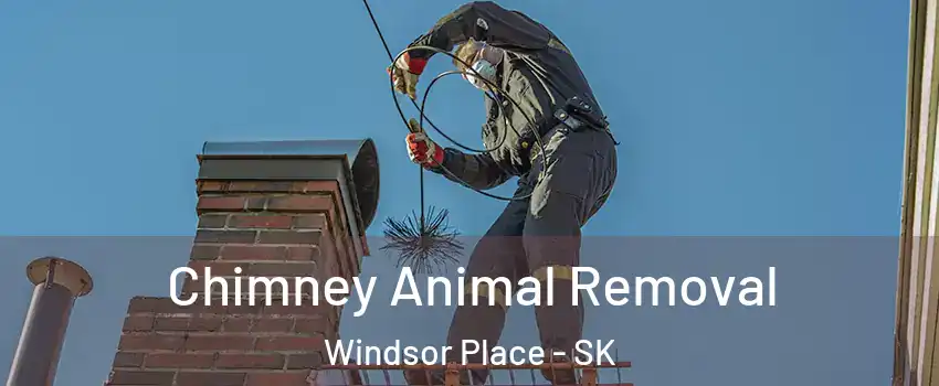 Chimney Animal Removal Windsor Place - SK