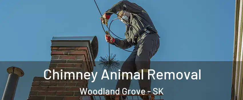 Chimney Animal Removal Woodland Grove - SK