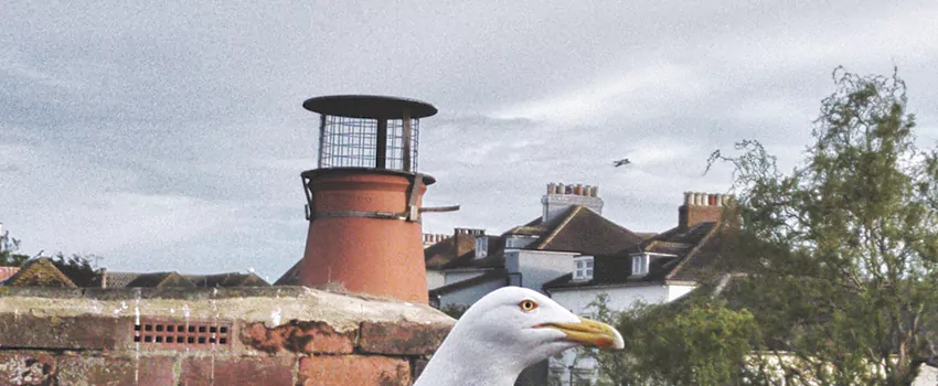 Chimney Cap Bird Guard Repair in Regina, Saskatchewan